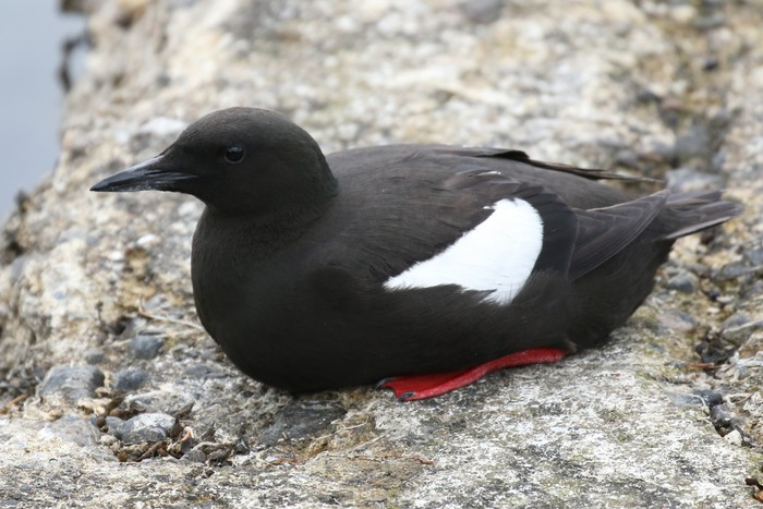 Black Guillemot