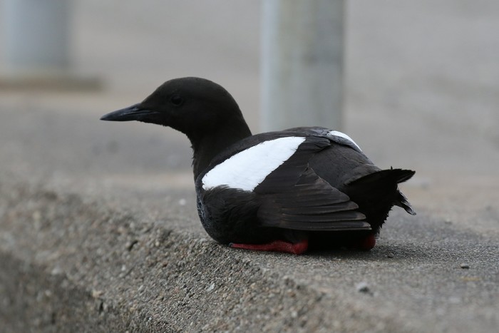 Black Guillemot