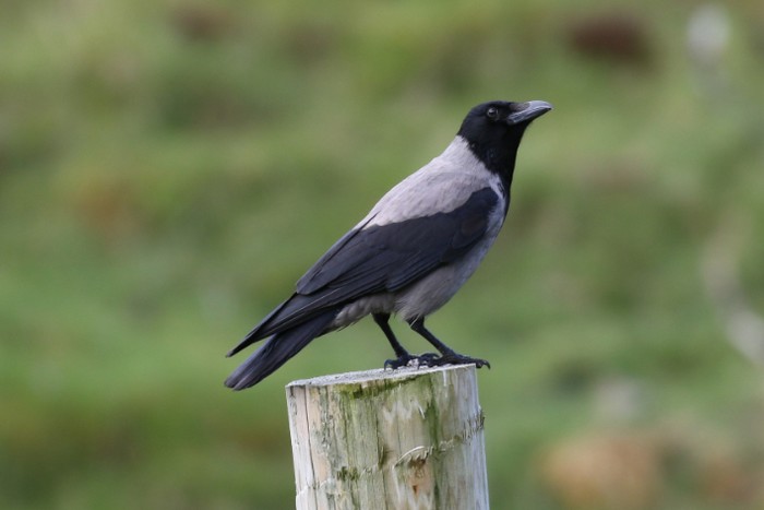 Hooded Crow