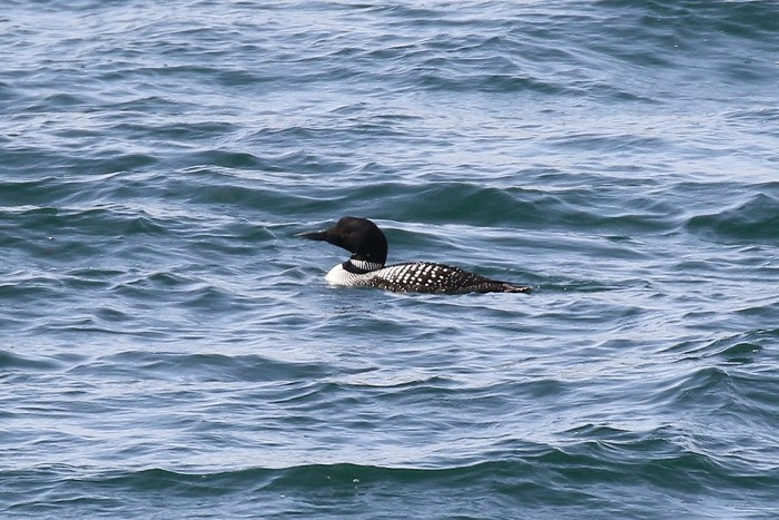 Great Northern Diver