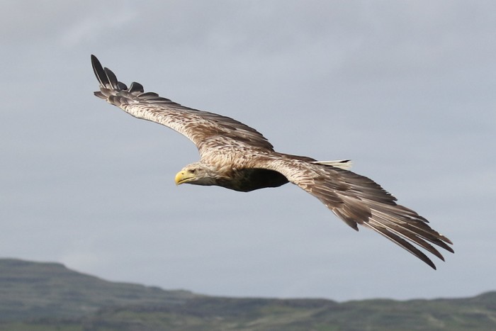White-tailed Eagle