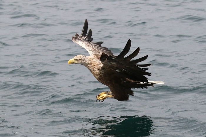 White-tailed Eagle