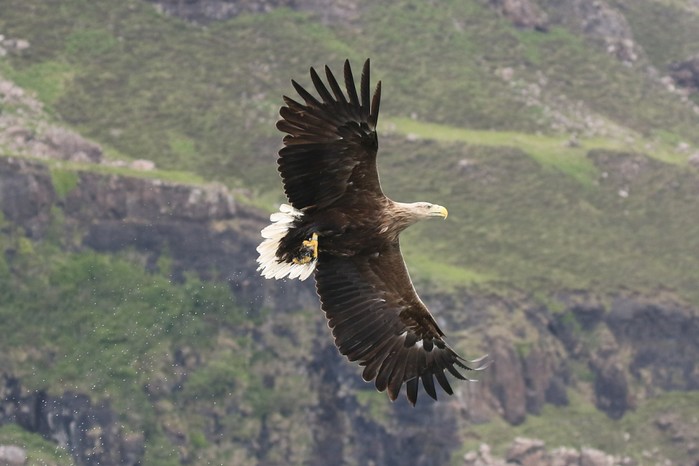 White-tailed Eagle
