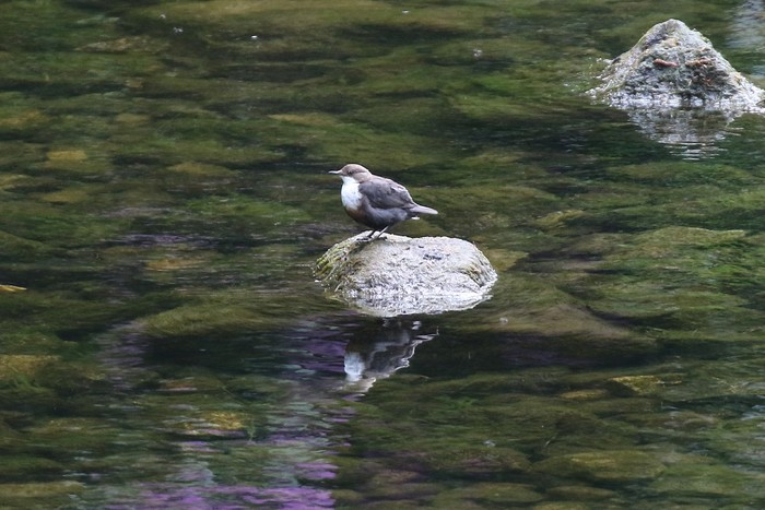 Dipper