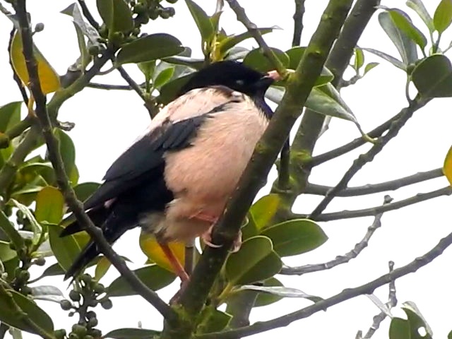 Rose-coloured Starling