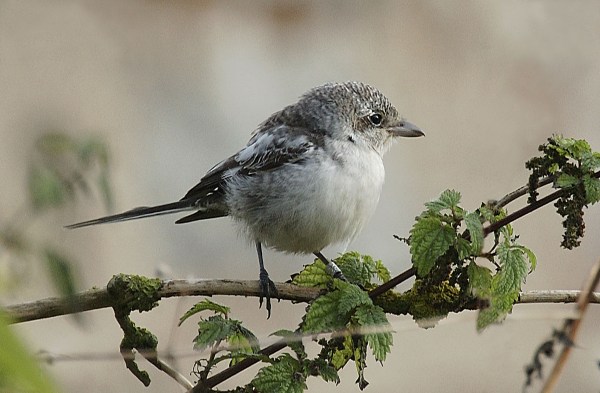 Masked Shrike