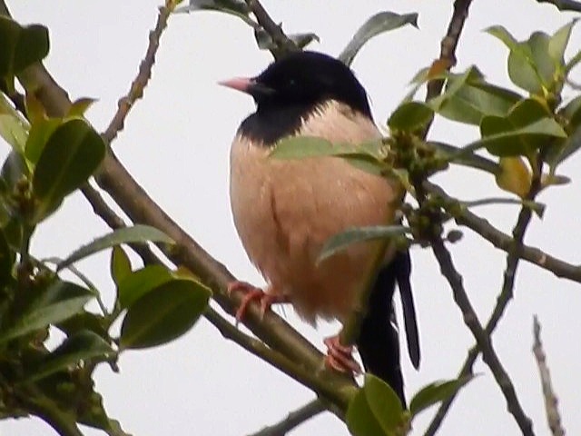Rose-coloured Starling