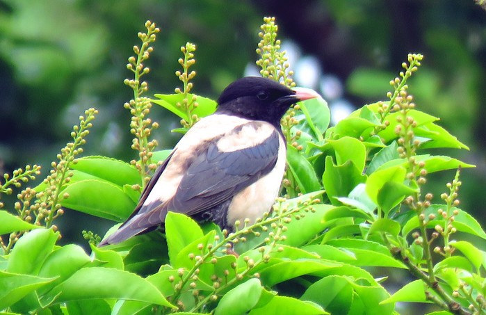 Rose-coloured Starling