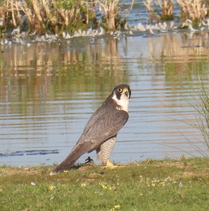 Peregrine