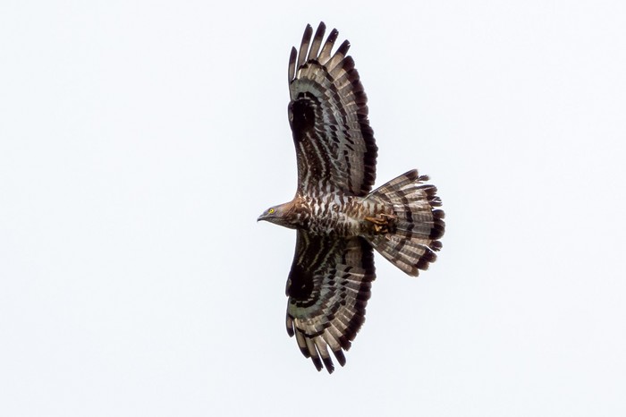 Honey Buzzard