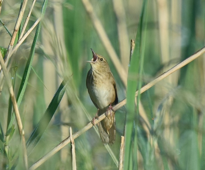 River Warbler