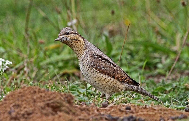 Wryneck