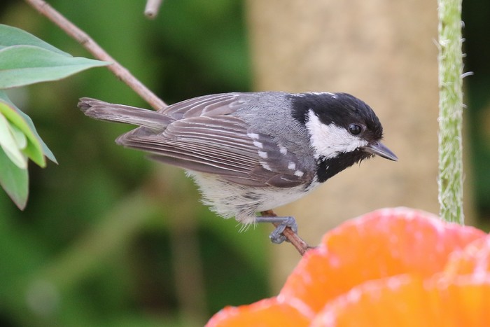 Coal Tit