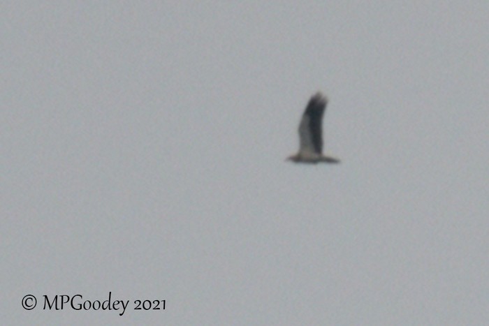 Egyptian Vulture