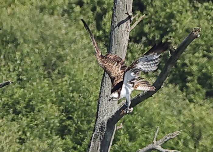 Osprey