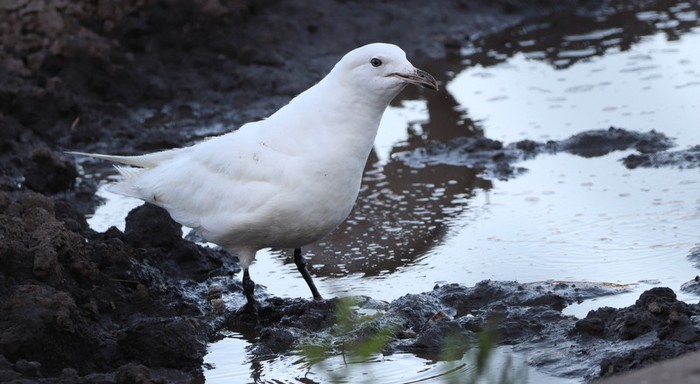 Iceland Gull