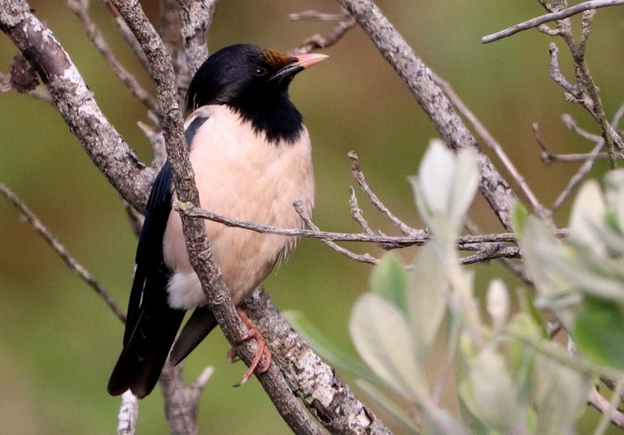 Rose-coloured Starling