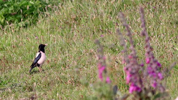Rose-coloured Starling