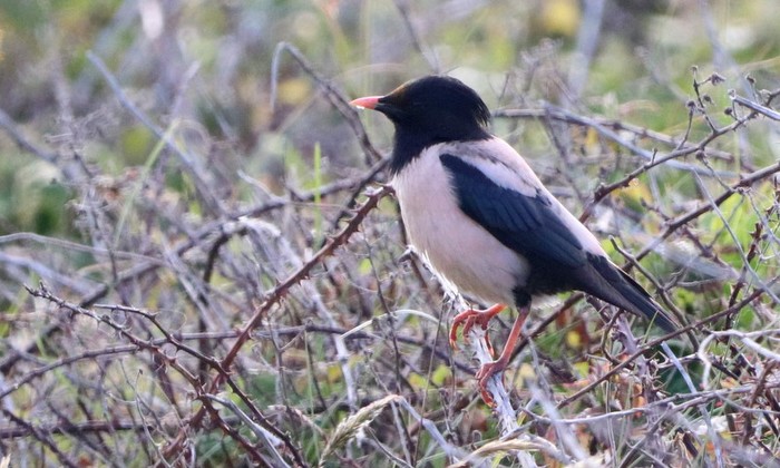 Rose-coloured Starling