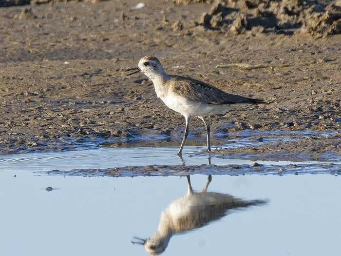 American Golden Plover