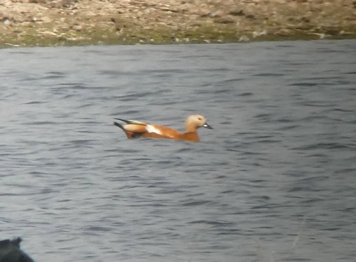 Ruddy Shelduck