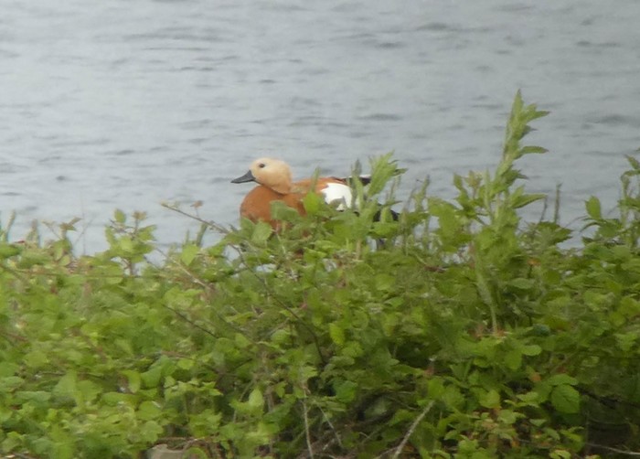 Ruddy Shelduck