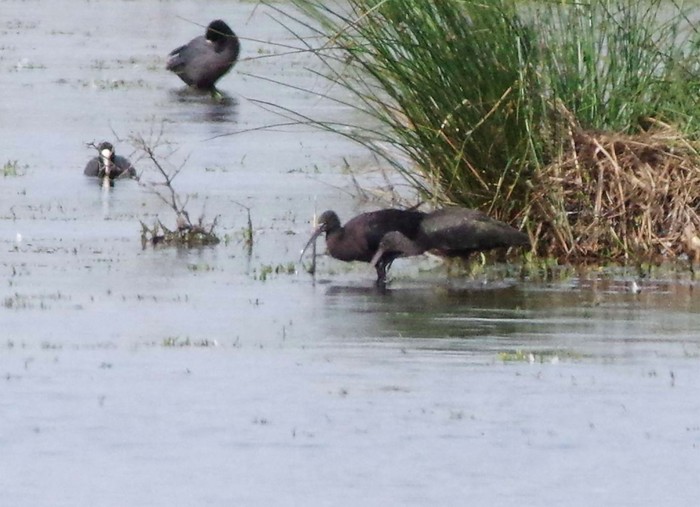 Glossy Ibis