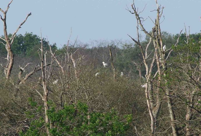 Spoonbill