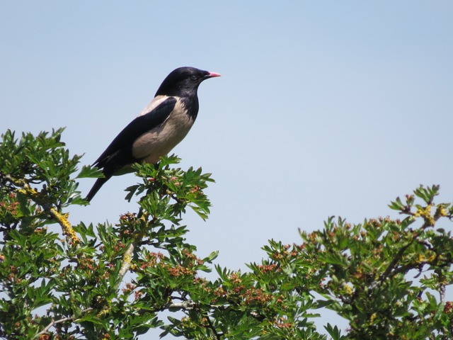 Rose-coloured Starling