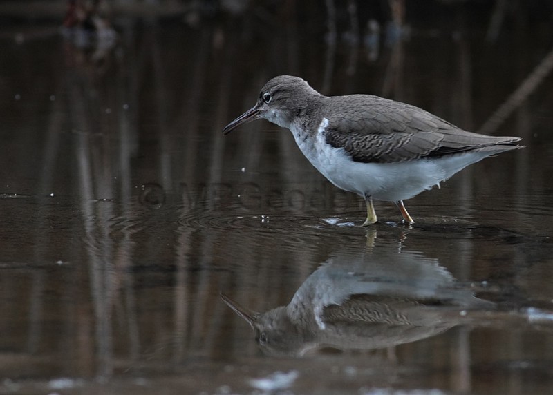 Spotted Sandpiper
