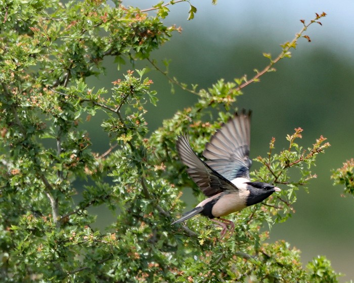 Rose-coloured Starling