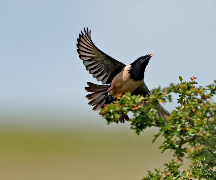 Rose-coloured Starling