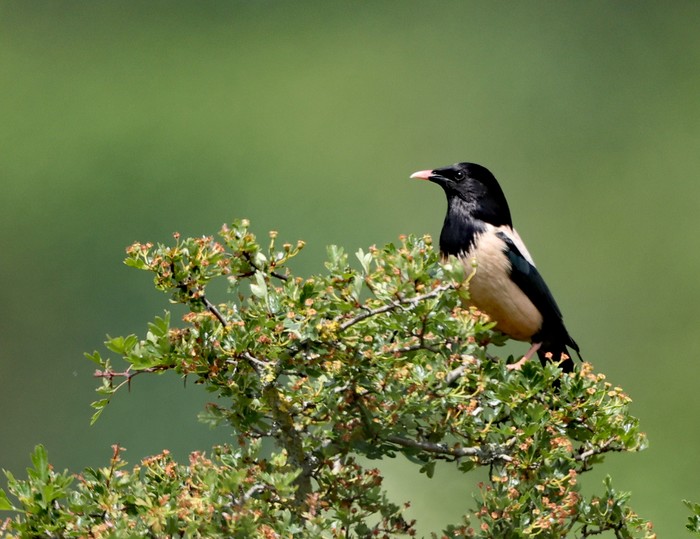 Rose-coloured Starling