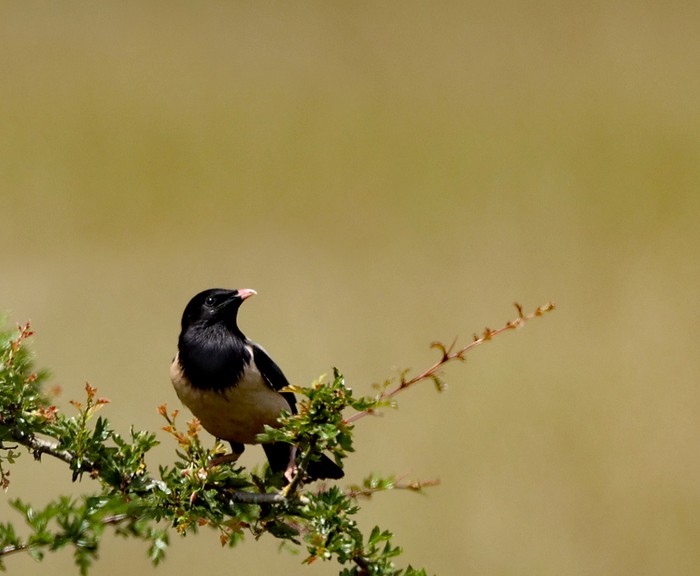 Rose-coloured Starling