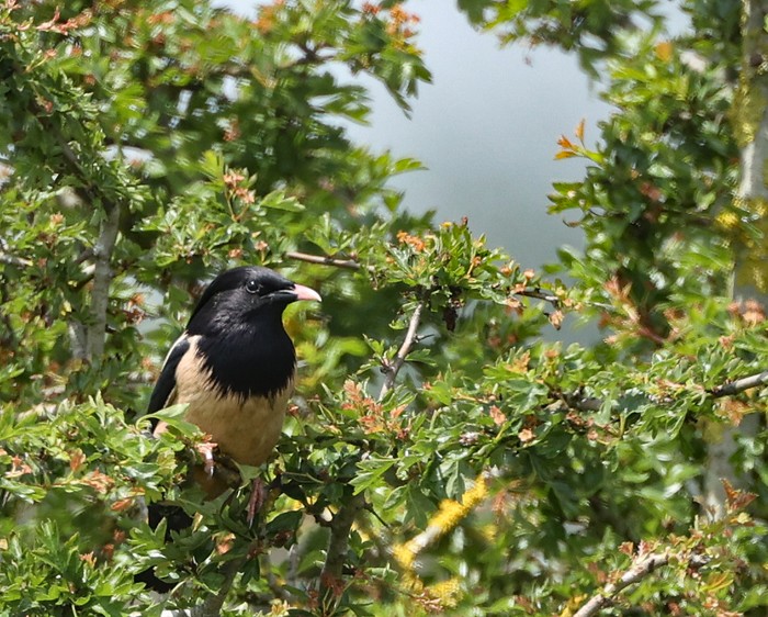 Rose-coloured Starling