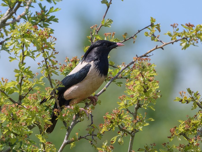 Rose-coloured Starling