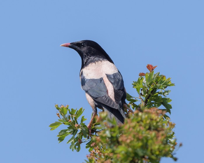 Rose-coloured Starling