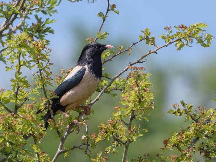 Rose-coloured Starling