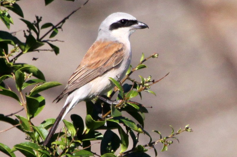 Red-backed Shrike