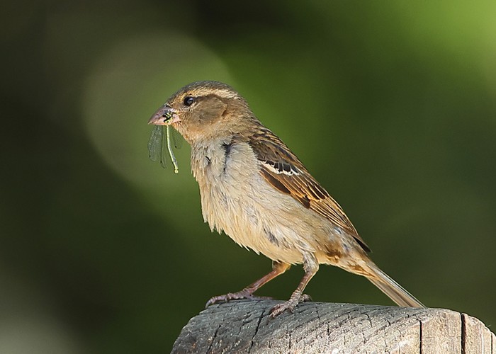 House Sparrow