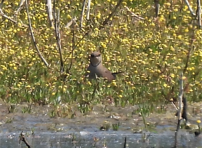 Collared Pratincole