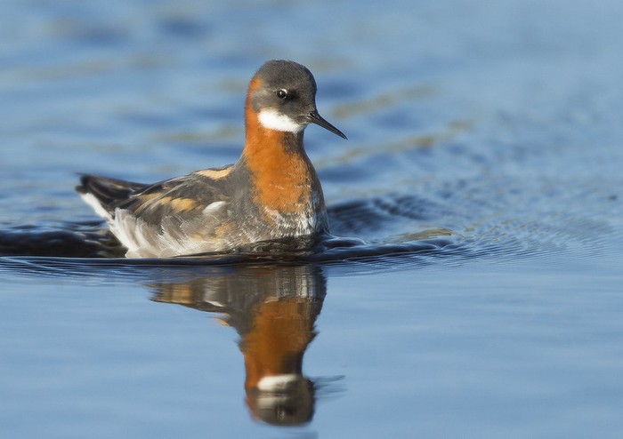 Red-necked Phalarope