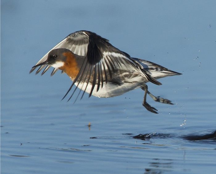 Red-necked Phalarope