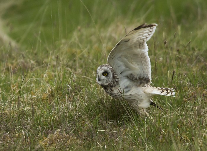 Short-eared Owl