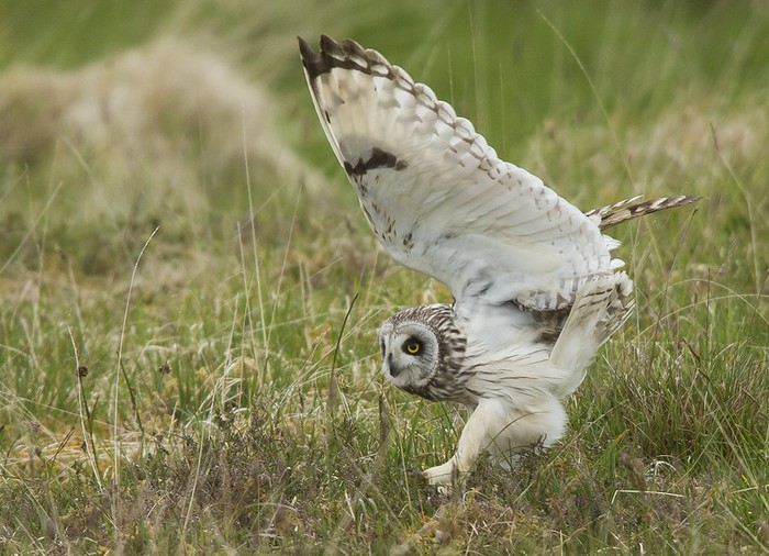 Short-eared Owl