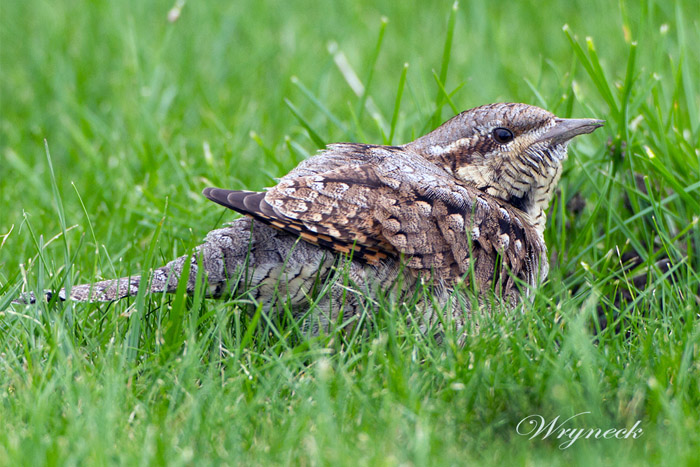 Wryneck