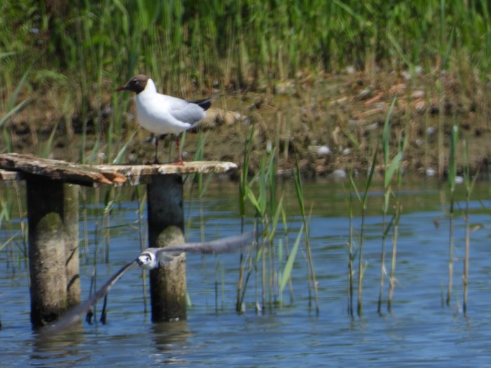 Black Tern