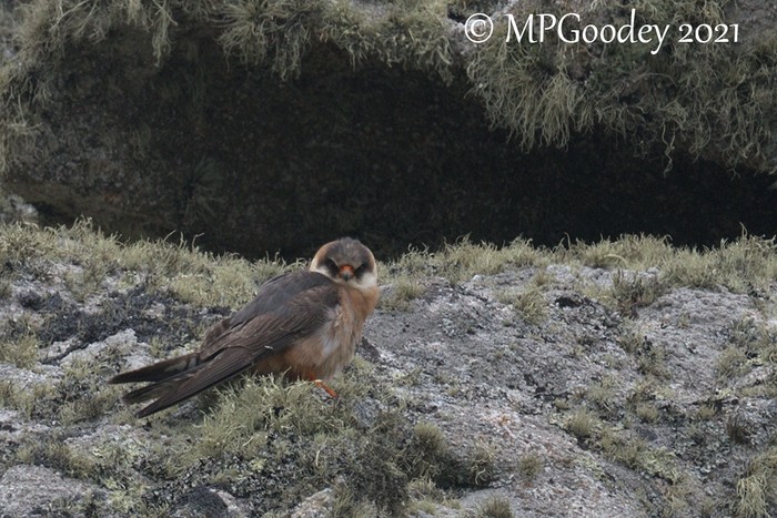 Red-footed Falcon