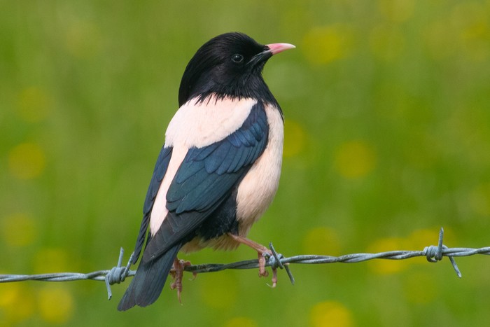 Rose-coloured Starling