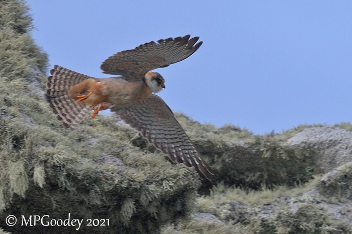 Red-footed Falcon